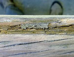 Detalj av bottenstycke